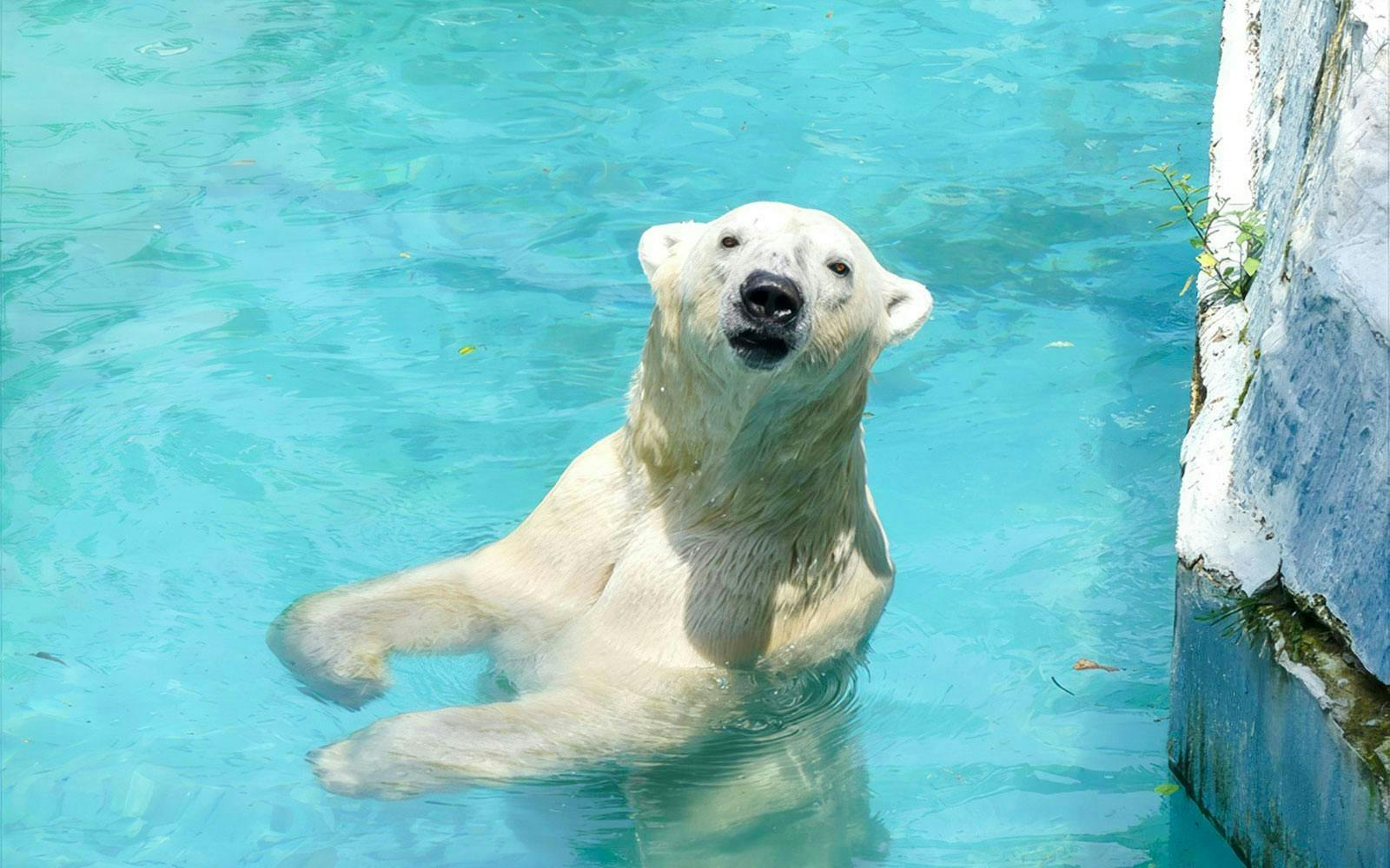 Polar bear swimming in a pool at Tennoji Zoo, Japan.