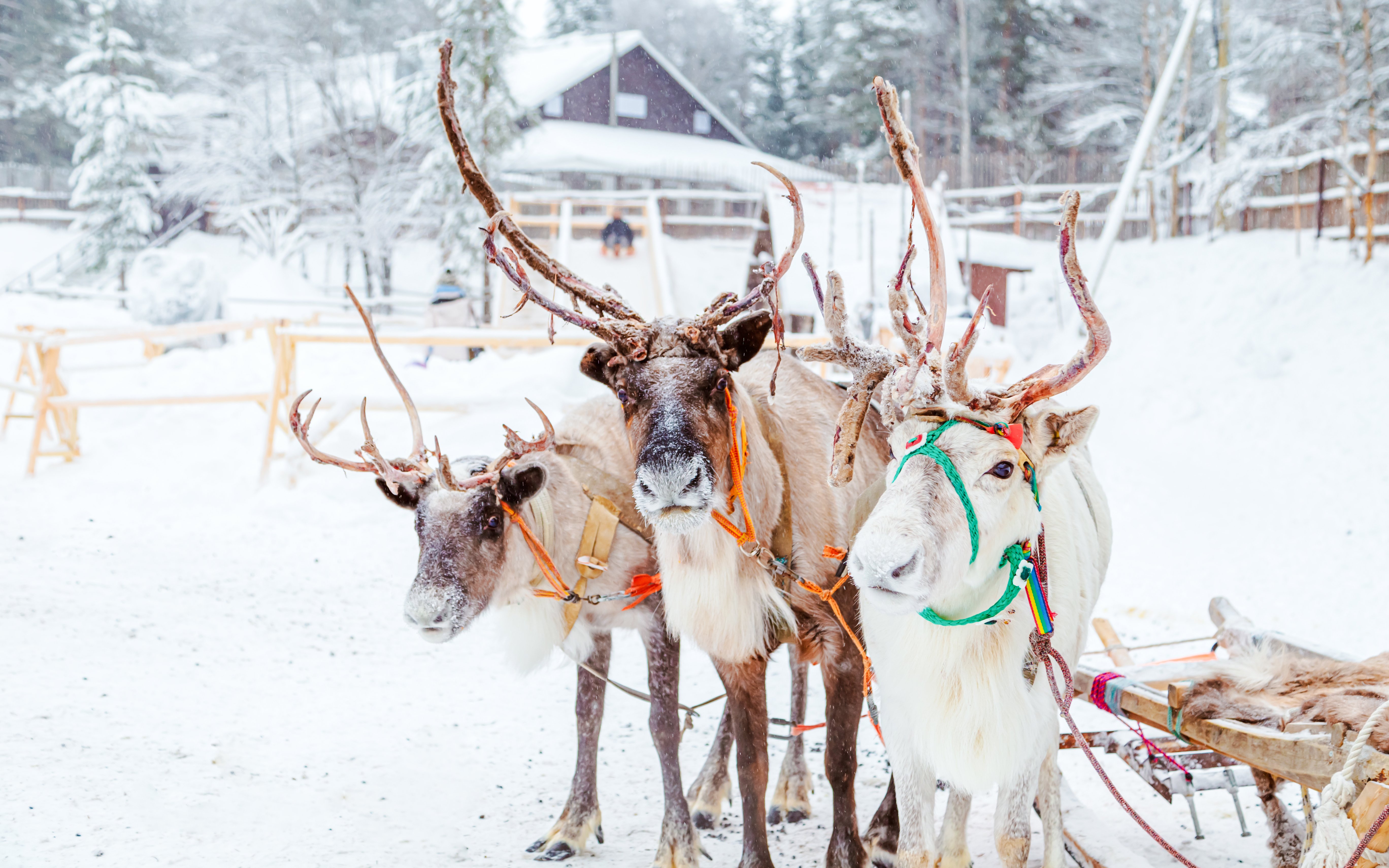 Reindeers harnessed at a snowy reindeer farm in Lapland.
