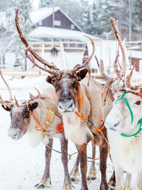 Reindeers harnessed at a snowy reindeer farm in Lapland.