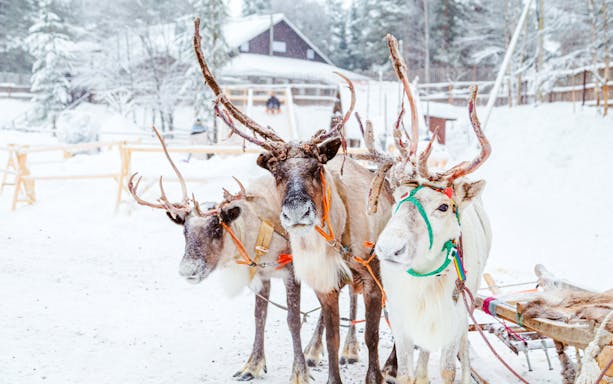 Reindeers harnessed at a snowy reindeer farm in Lapland.
