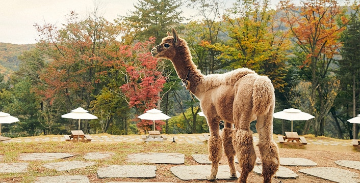 Lumea Alpaca