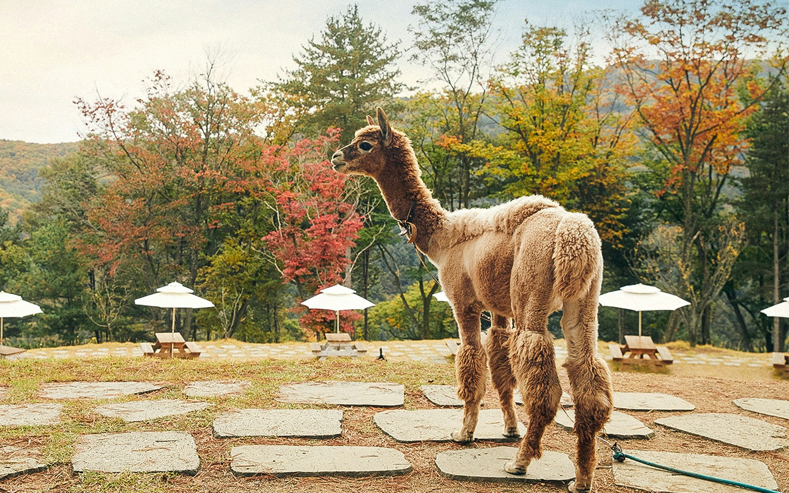 Alpaca World