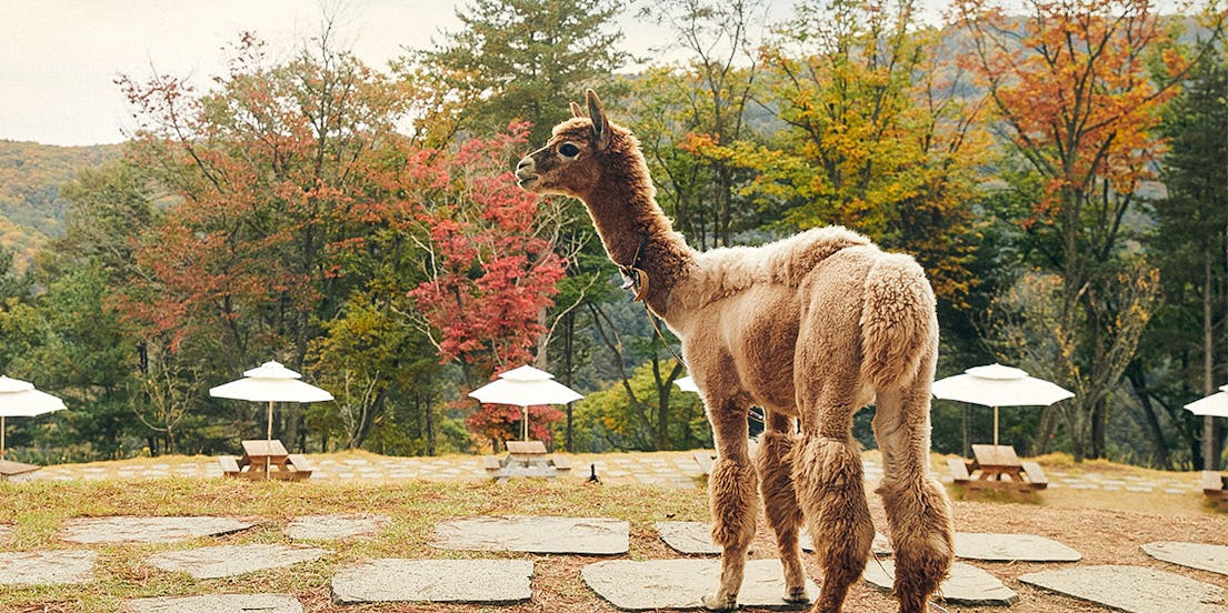 Alpaca World