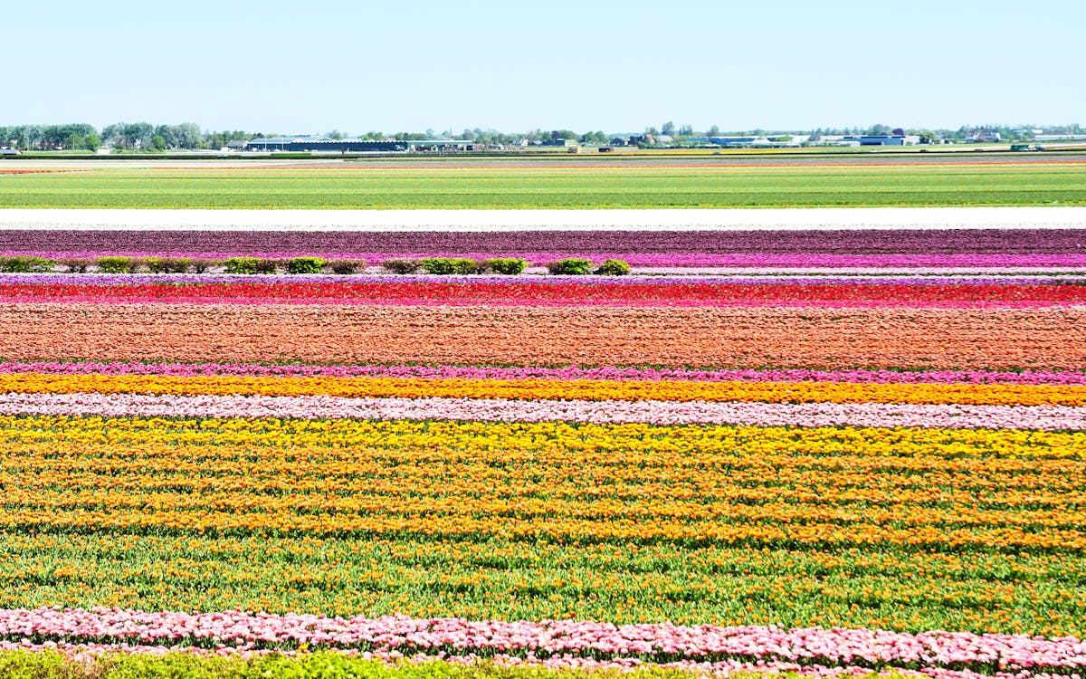 excursão guiada de meio dia a keukenhof e zaanse schans com cruzeiro no canal com blue boat-4 excursão guiada de meio dia a keukenhof e zaanse schans com cruzeiro no canal com blue boat-4