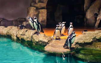Penguins standing on rocky ledge at aquarium exhibit.