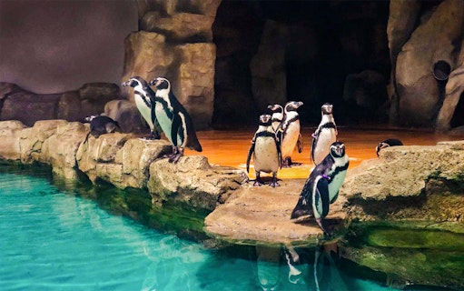 Penguins standing on rocky ledge at aquarium exhibit.