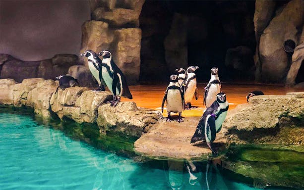Penguins swimming in an aquarium exhibit, showcasing marine life in Cape Town, South Africa.