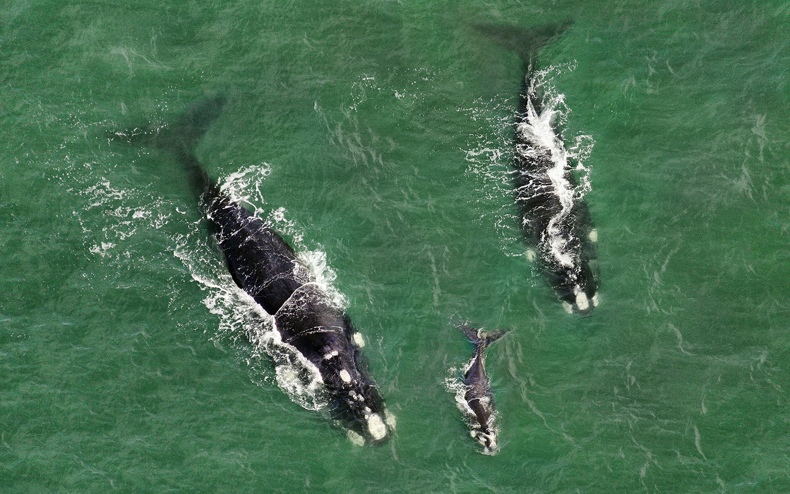 Southern Right Whales breaching off the coast of Australia.