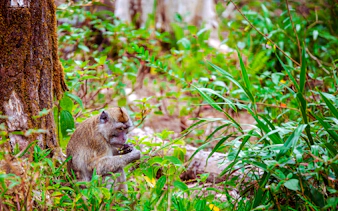 Monkey eating in lush forest near waterfall, Mauritius Island.