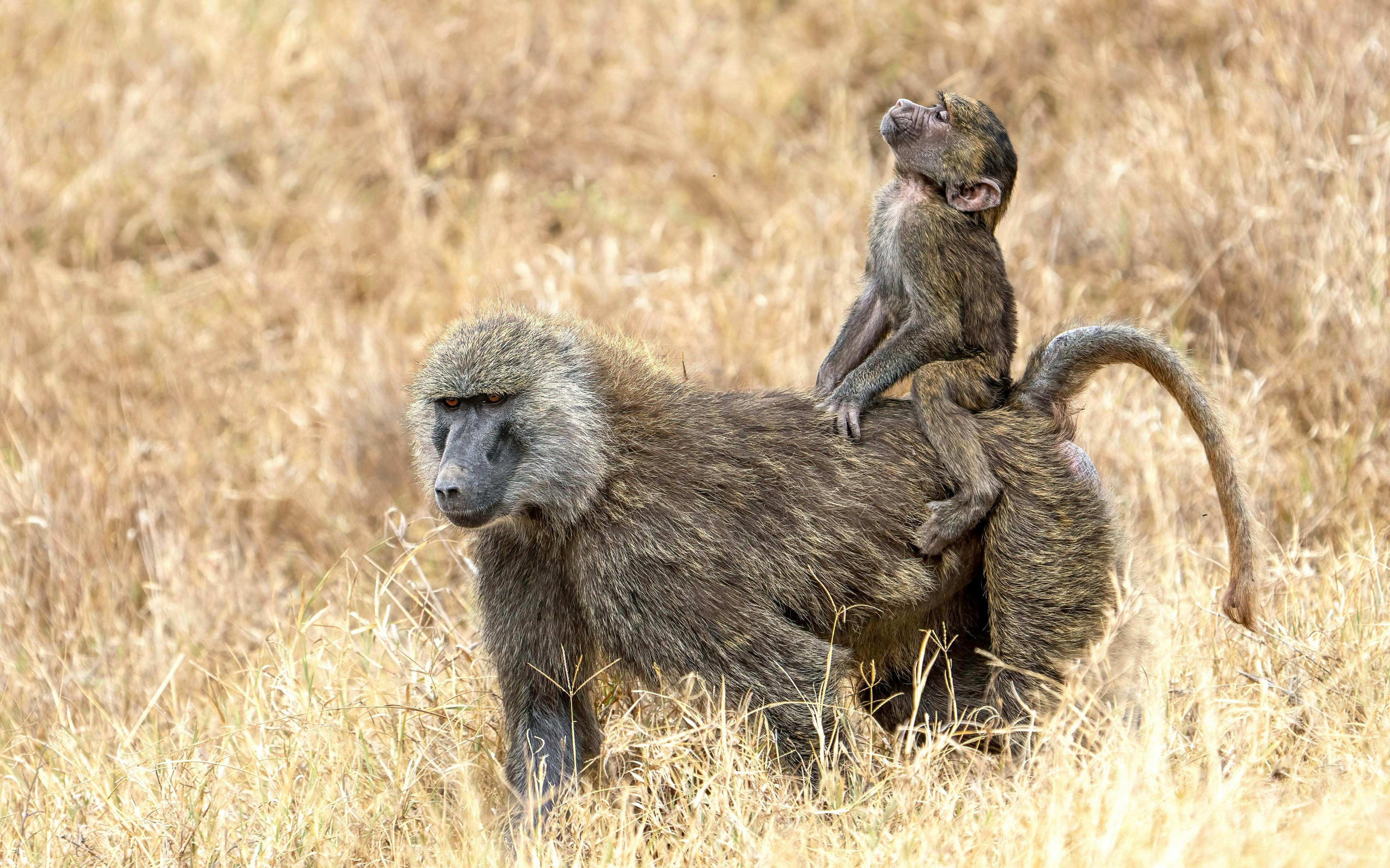 Baby olive baboon riding on mother's back in Ol Pejeta Conservancy, Nairobi, Kenya.