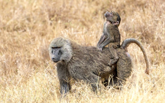 Baby olive baboon riding on mother's back in Ol Pejeta Conservancy, Nairobi, Kenya.