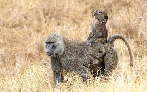 Baby olive baboon riding on mother's back in Ol Pejeta Conservancy, Nairobi, Kenya.