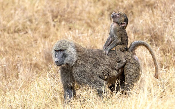 Baby olive baboon riding on mother's back in Ol Pejeta Conservancy, Nairobi, Kenya.
