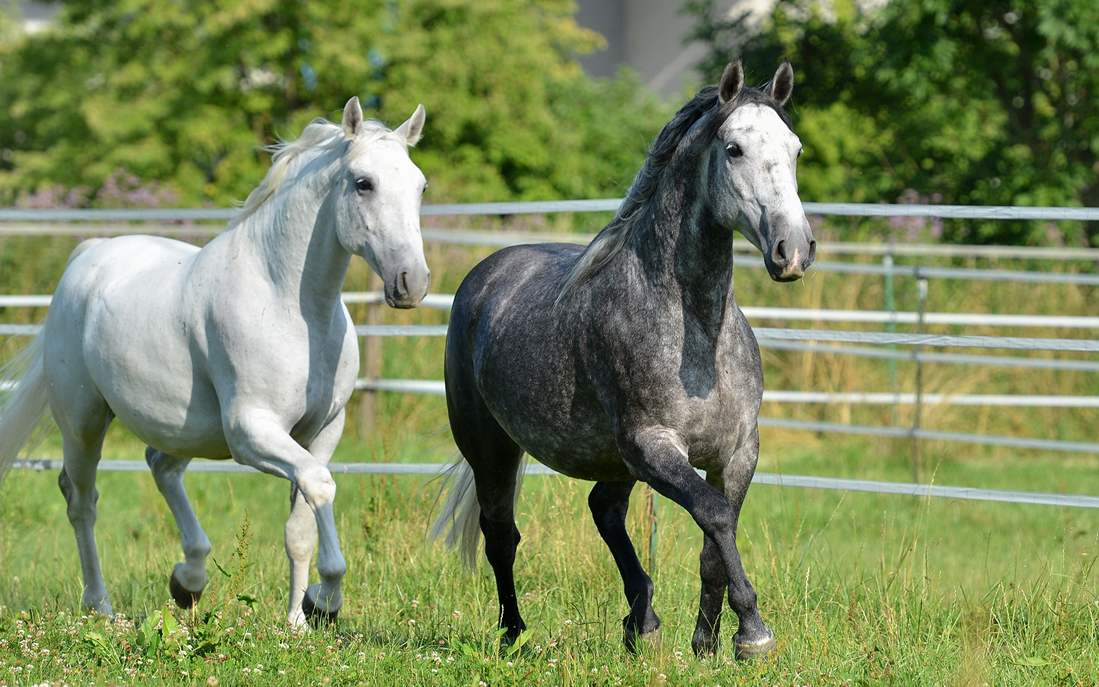 Visit the Spanish Riding School