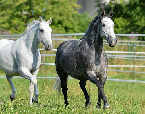 Visit the Spanish Riding School