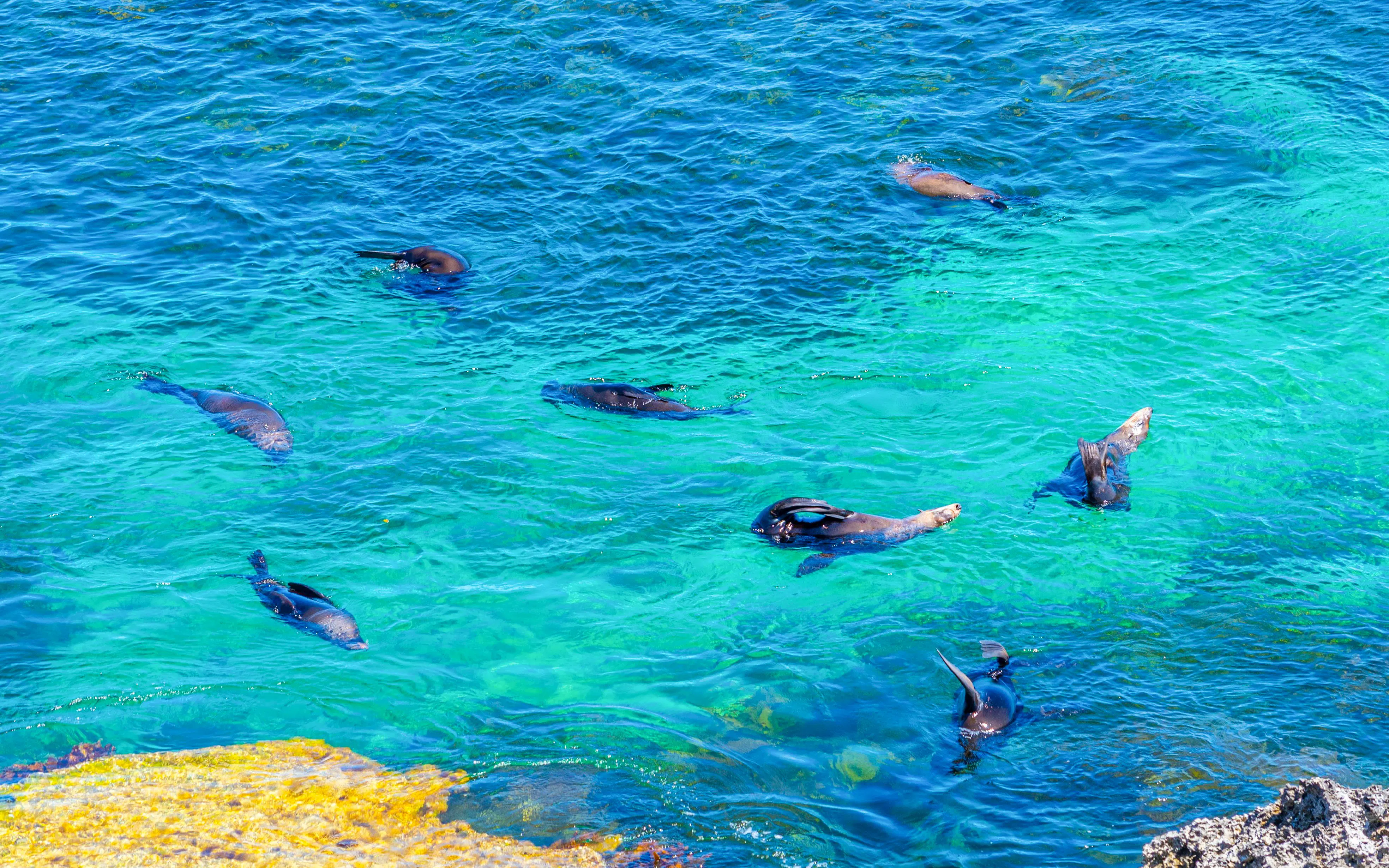 Sea lions swimming near Cathedral Rock at Rottnest Island, Australia.