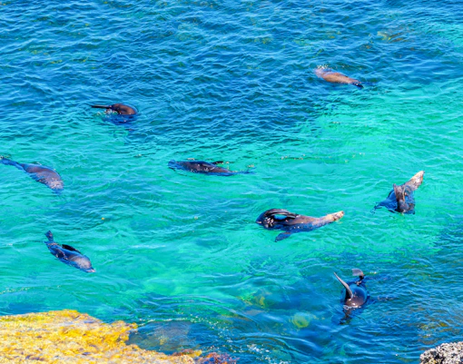 Sea lions swimming near Cathedral Rock at Rottnest Island, Australia.