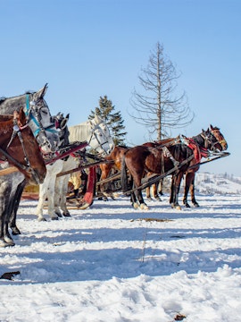 Horse-drawn sleighs on snowy landscape in winter, Zakopane, Poland.