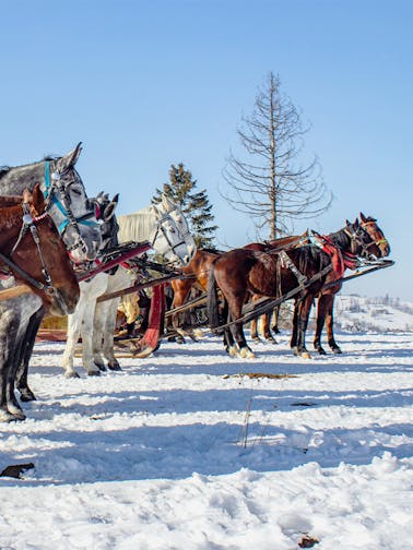 Paseo en trineo por Zakopane