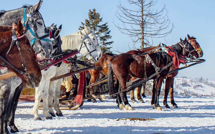 Horse-drawn sleighs on snowy landscape in winter, Zakopane, Poland.
