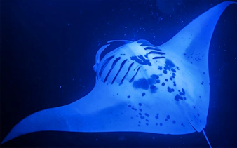 Manta ray illuminated by dive light during night snorkel in Hawaii.