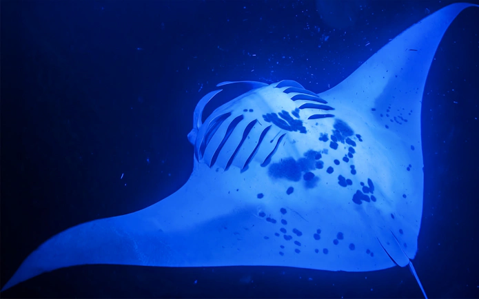 Manta ray illuminated by dive light during night snorkel in Hawaii.