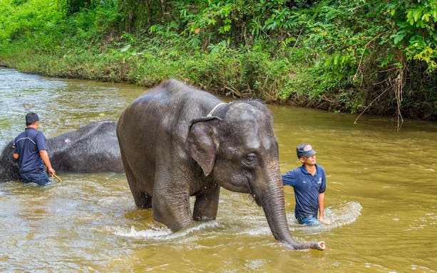 Elephants being bathed by guides in a river at Kuala Gandah Elephant Sanctuary, Pahang.