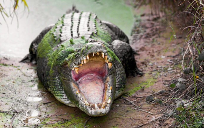 Crocodile with open mouth on the bank of Finniss River during Top End Safari Camp tour.