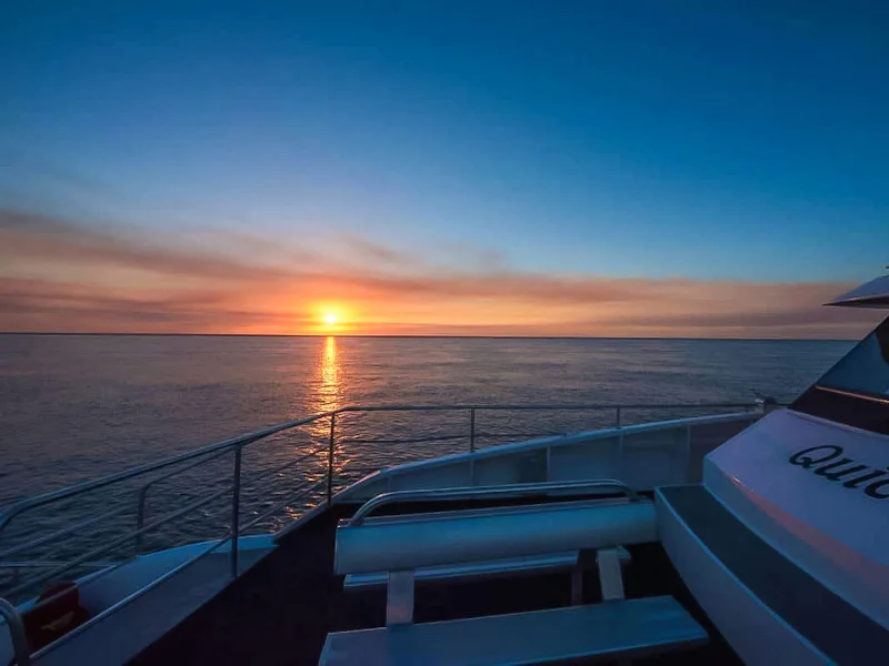 From Hervey Bay Half Day Whale Watching Cruise With 3 Viewing Levels Refreshments - Hervey Bay