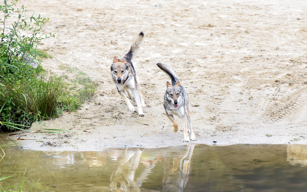 Two wolves running near a water body at Puy du Fou, France.