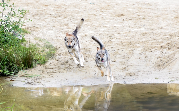 Two wolves running near a water body at Puy du Fou, France.