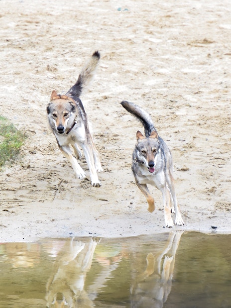 Two wolves running near a water body at Puy du Fou, France.