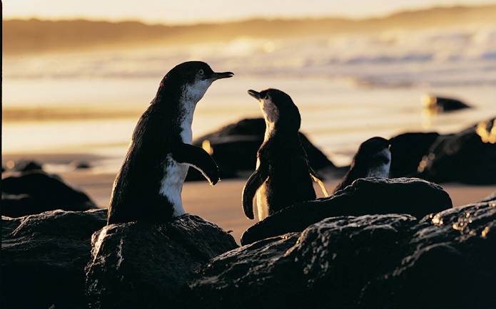 Penguins on rocks at sunset during Phillip Island guided tour.
