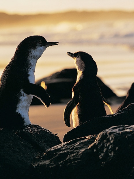 Penguins on rocks at sunset during Phillip Island guided tour.