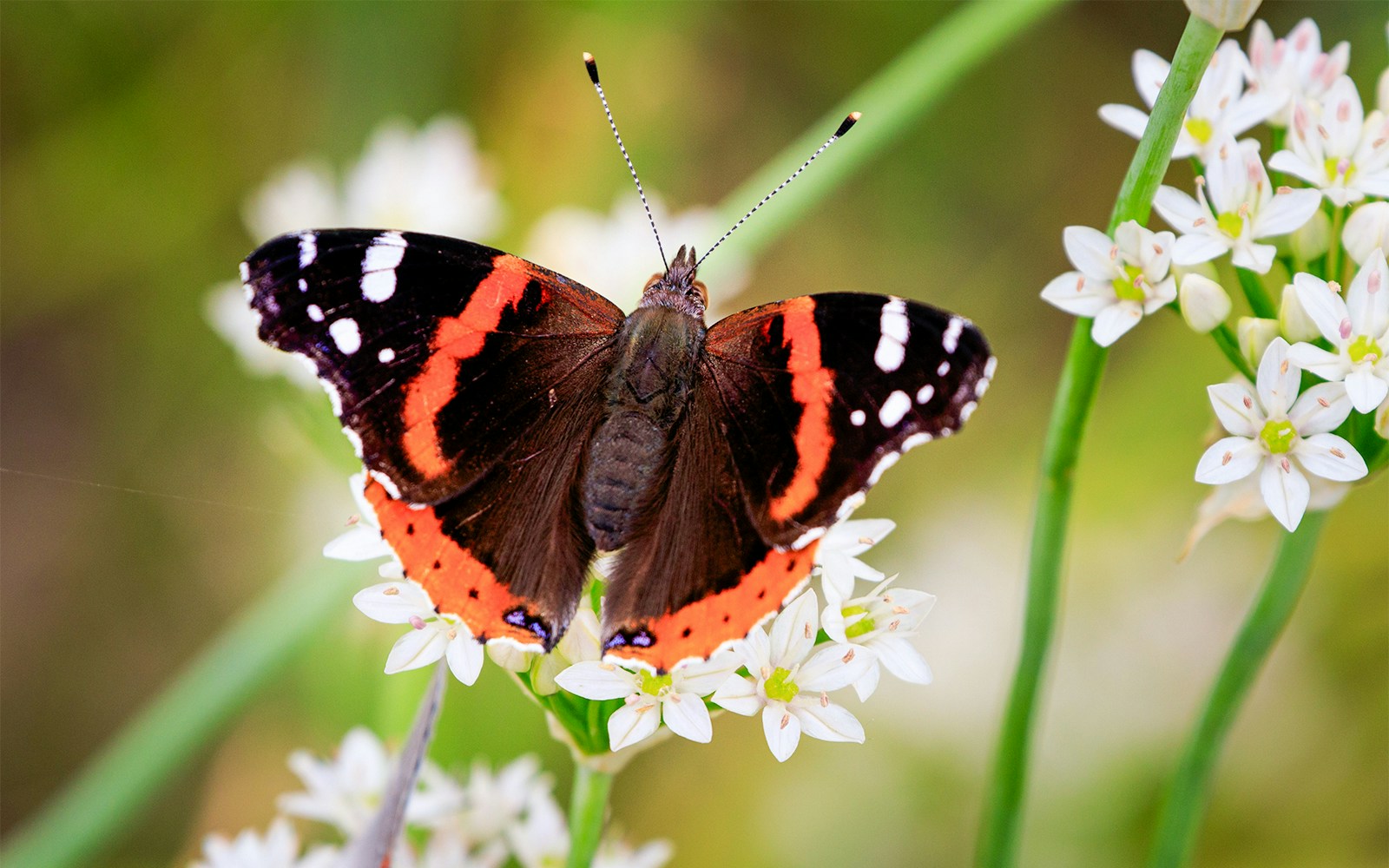 Kuranda Butterfly Sanctuary