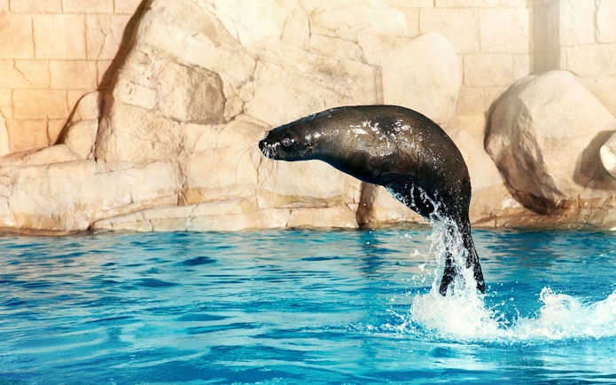Sea lion jumping out of the water at Aquaventure Waterpark.
