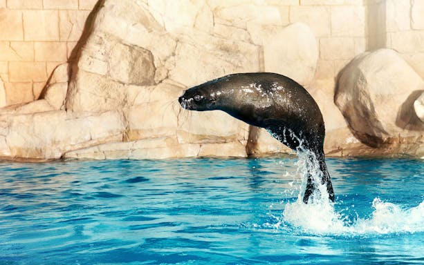 Sea lion jumping out of the water at Aquaventure Waterpark.