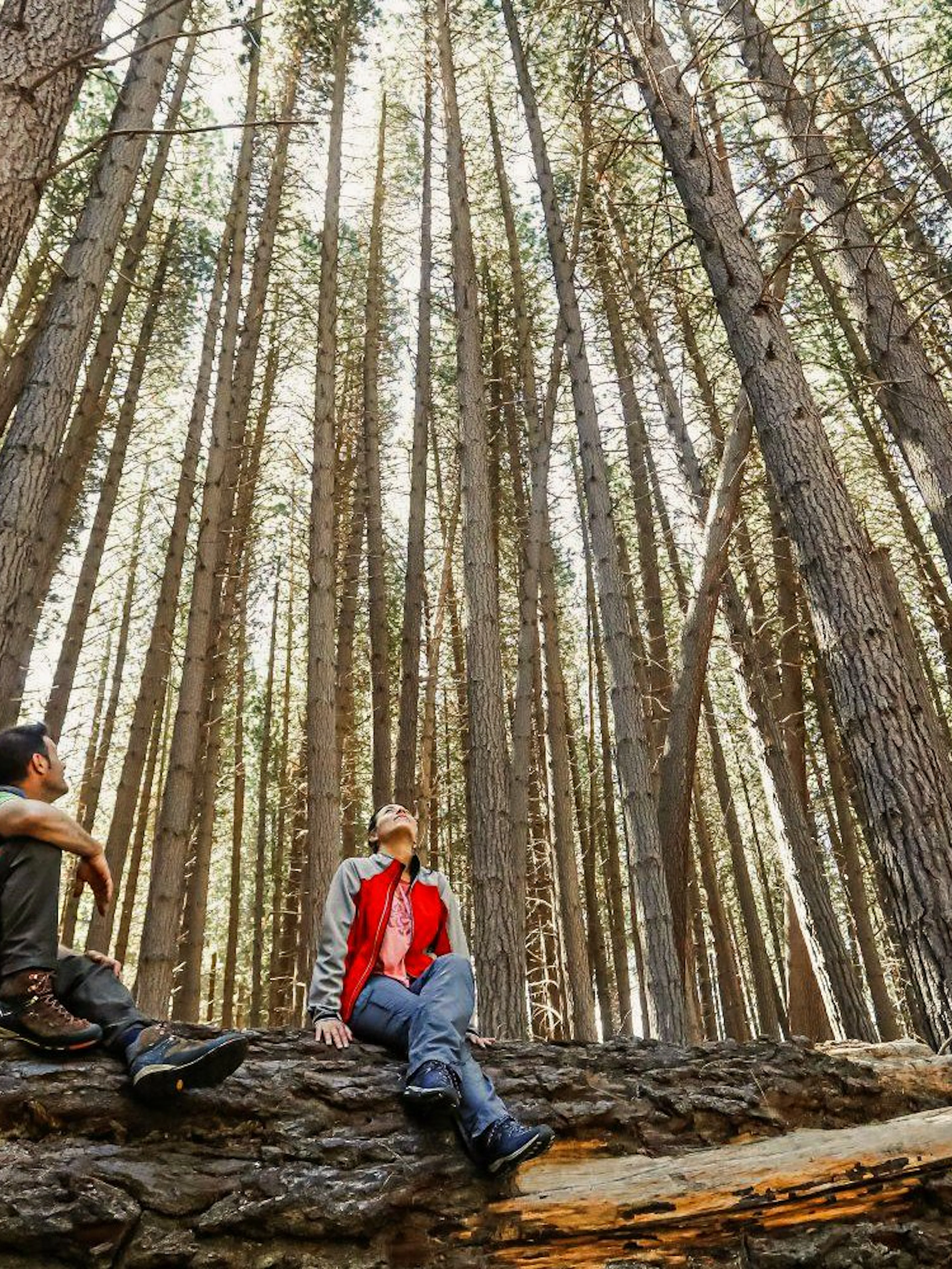 Visitors among towering Arrayanes trees in Arrayanes Forest, Victoria Island.