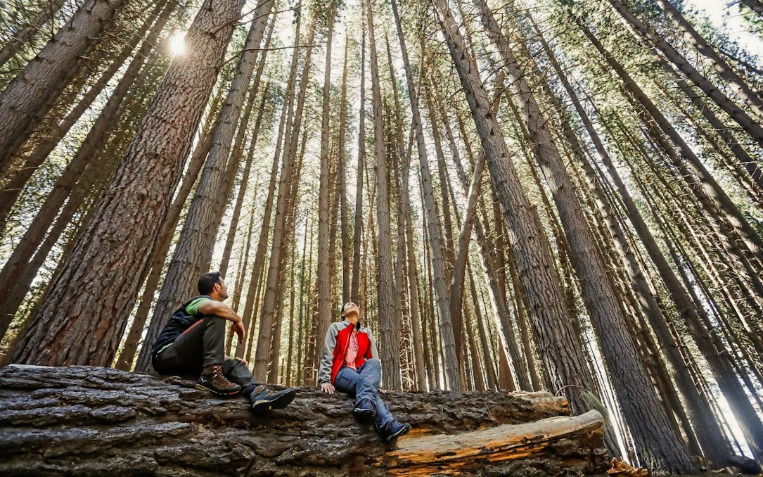 Visitors among towering Arrayanes trees in Arrayanes Forest, Victoria Island.