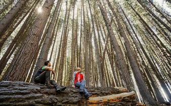 Visitors among towering Arrayanes trees in Arrayanes Forest, Victoria Island.