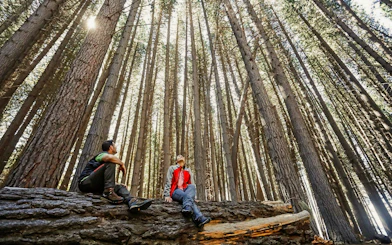 Visitors among towering Arrayanes trees in Arrayanes Forest, Victoria Island.