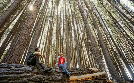 From Bariloche: Victoria Island & Arrayanes Forest Tour