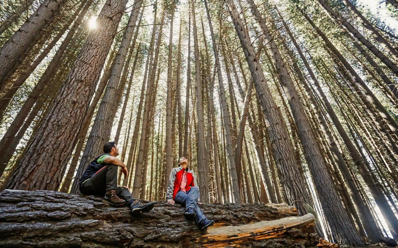 Visitors among towering Arrayanes trees in Arrayanes Forest, Victoria Island.