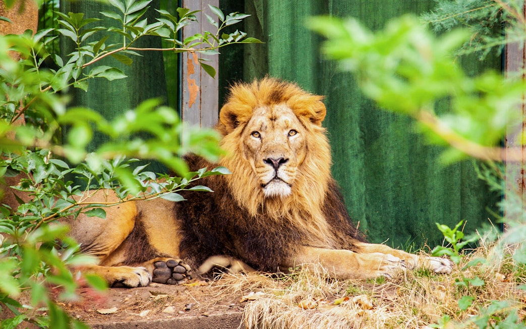Asiatic lion resting at London Zoo surrounded by greenery.