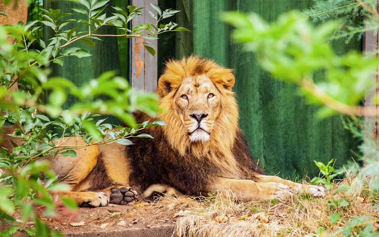 Asiatic lion resting at London Zoo surrounded by greenery.