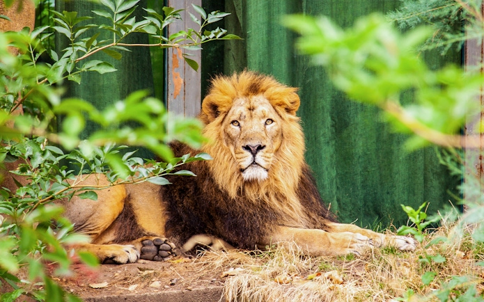 Asiatic lion resting at London Zoo surrounded by greenery.