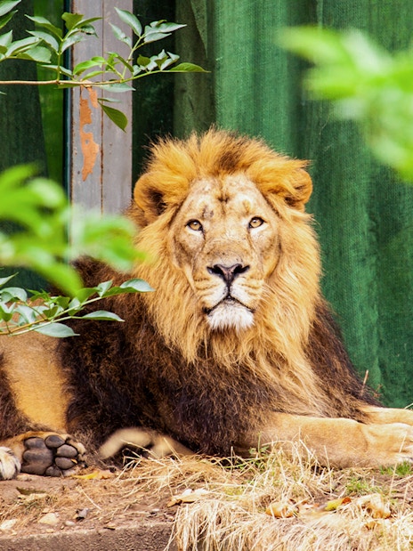 Asiatic lion resting at London Zoo surrounded by greenery.