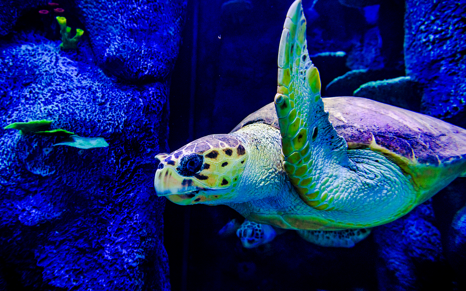 Penguins swimming in an aquarium at SEA LIFE Sydney.