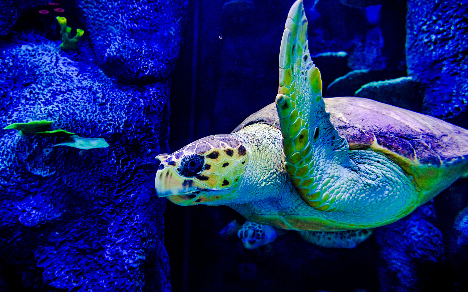 Sea turtles