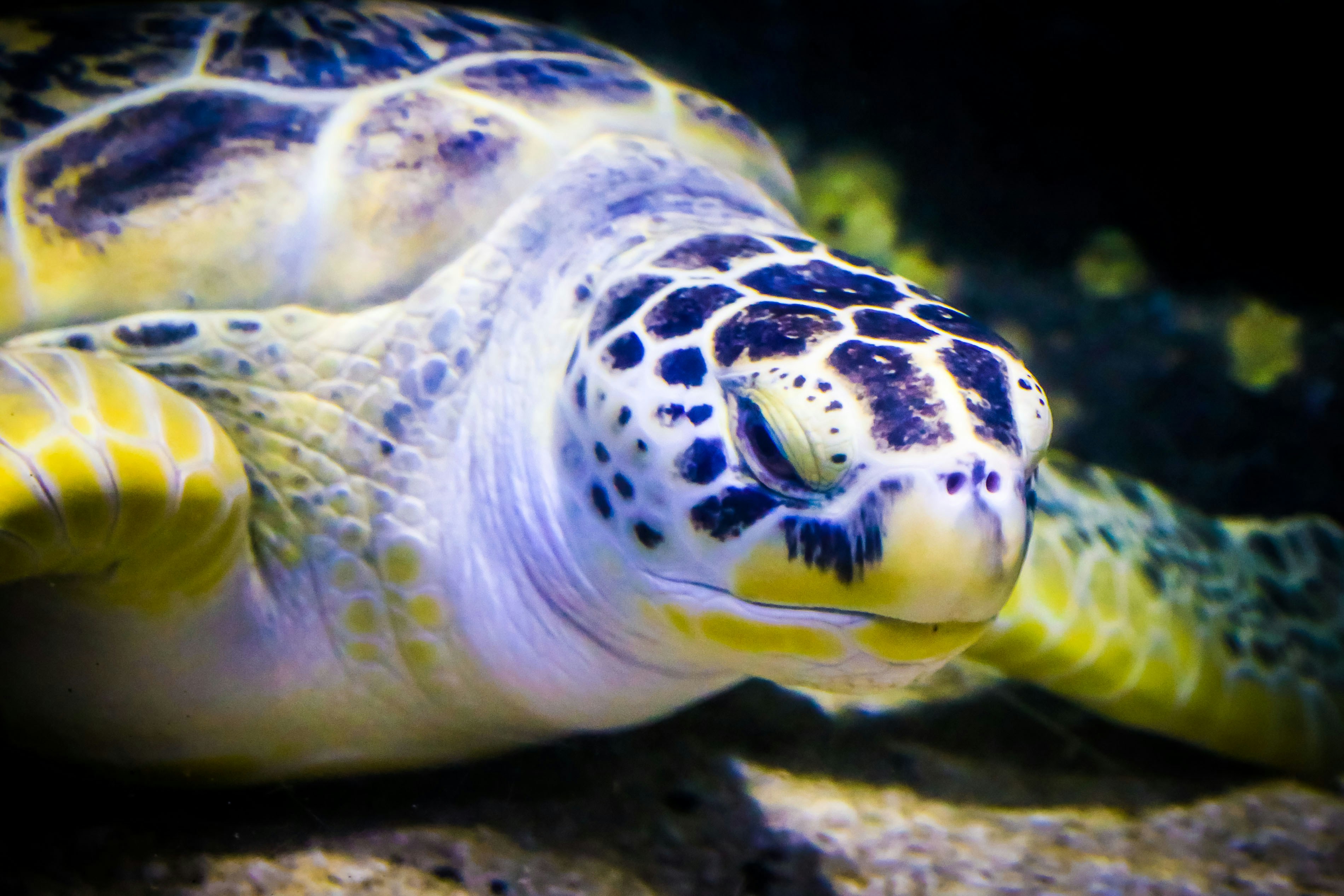 Turtle swimming at SEA Life Birmingham aquarium.